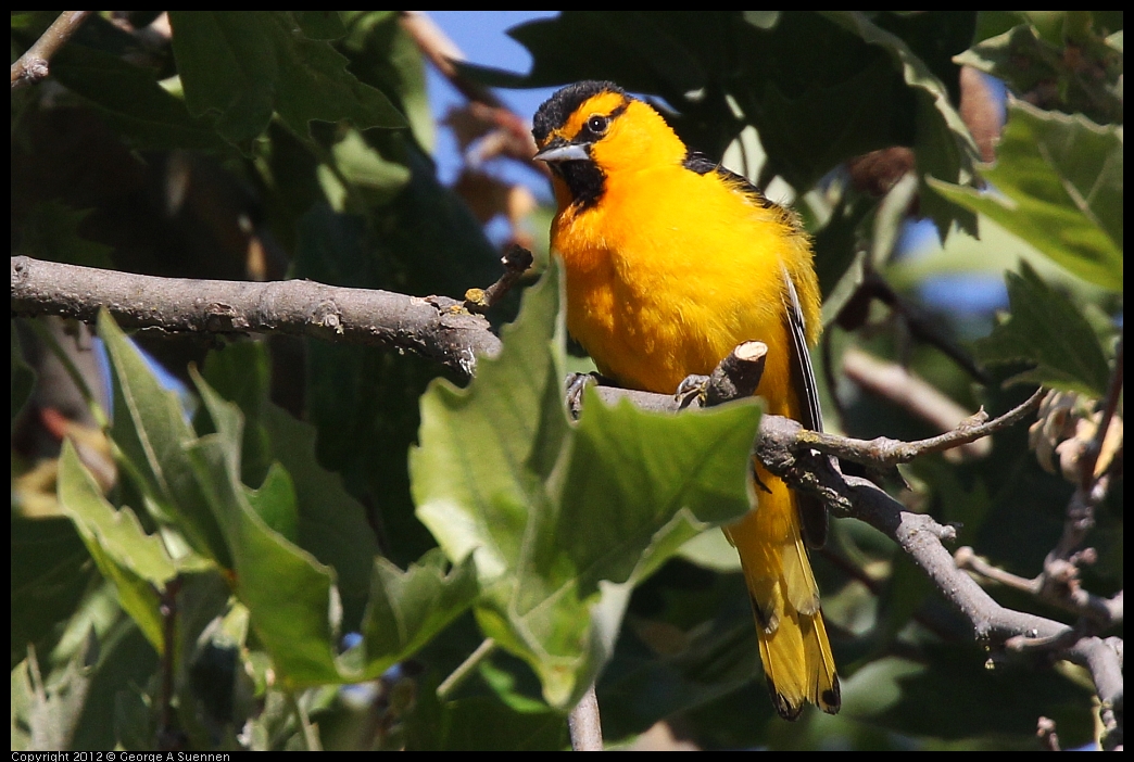 0528-163353-03.jpg - Bullock's Oriole