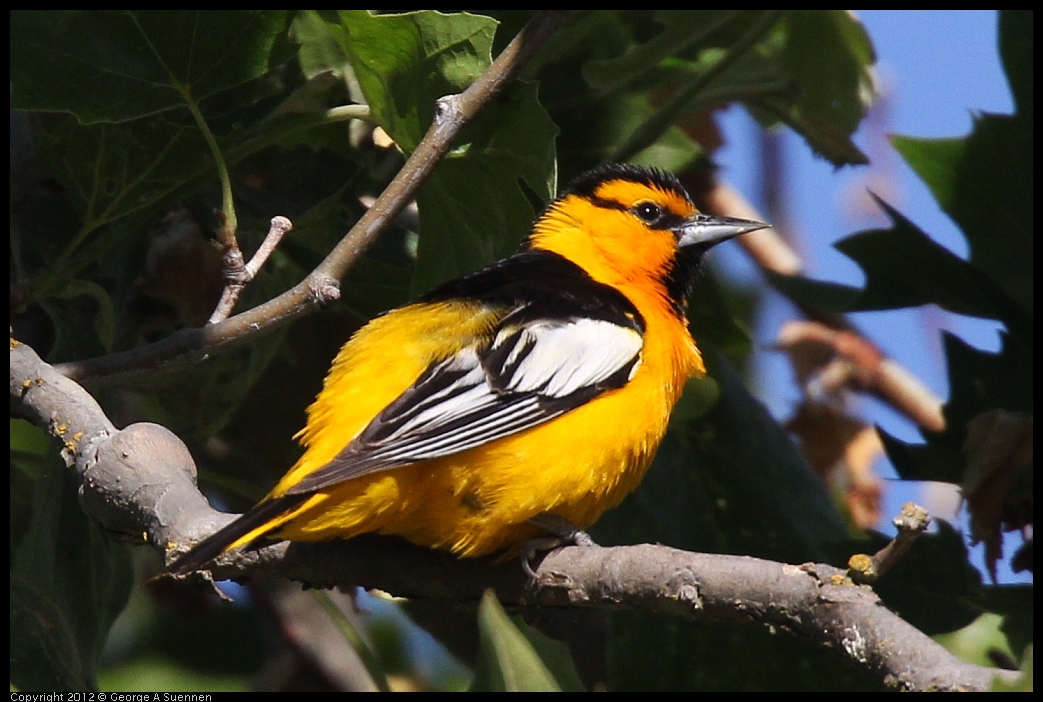 0528-163400-02.jpg - Bullock's Oriole