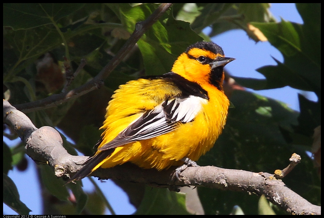 0528-163409-04.jpg - Bullock's Oriole