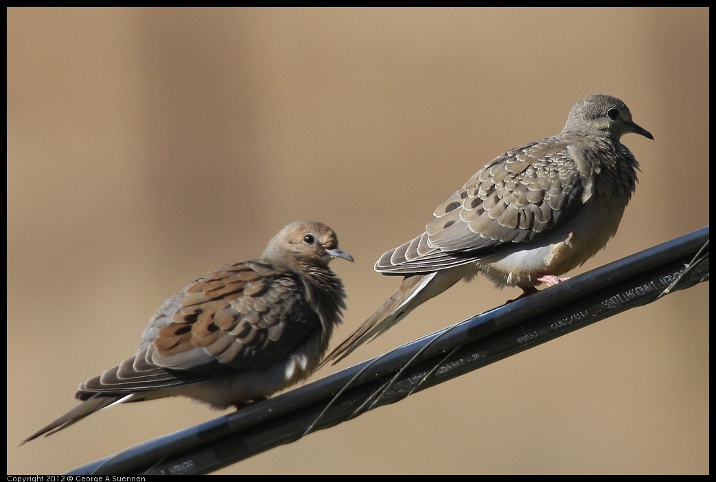 0528-163958-01.jpg - Mourning Dove