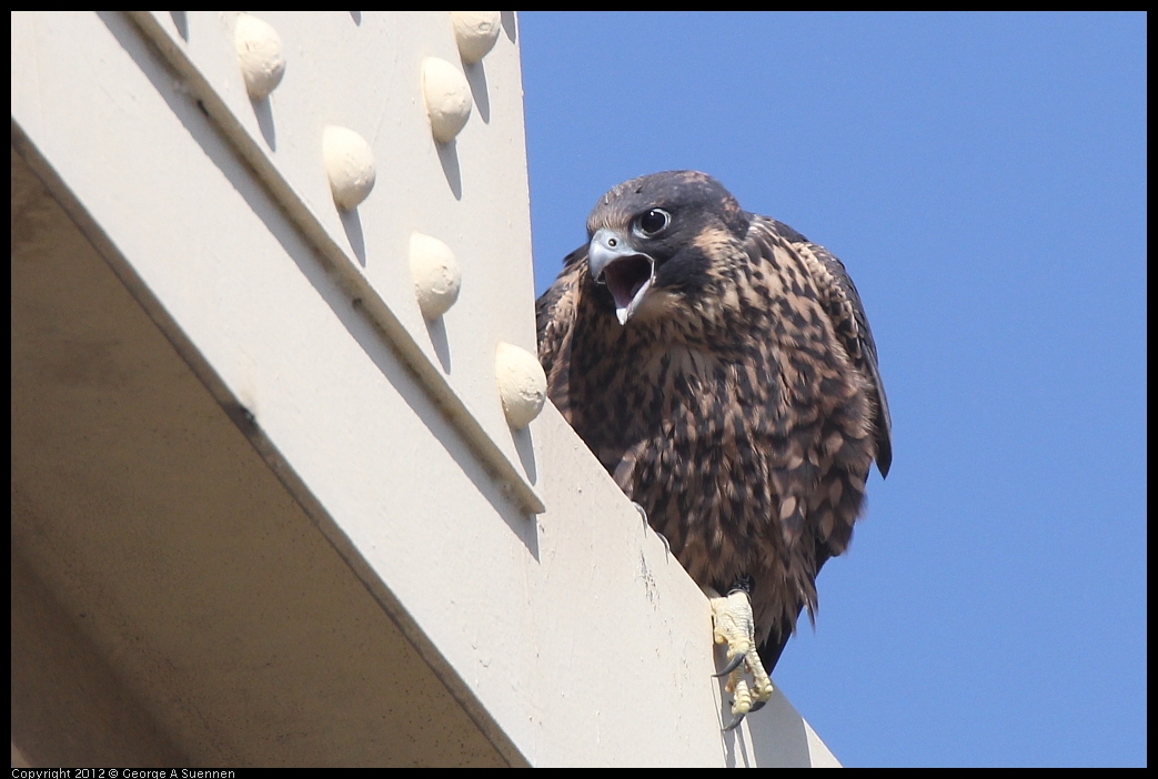 0530-084625-01.jpg - Peregrine Falcon Juvenile Male 1