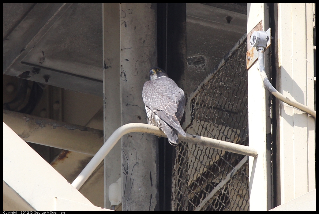 0530-084753-01.jpg - Peregrine Falcon Adult 1