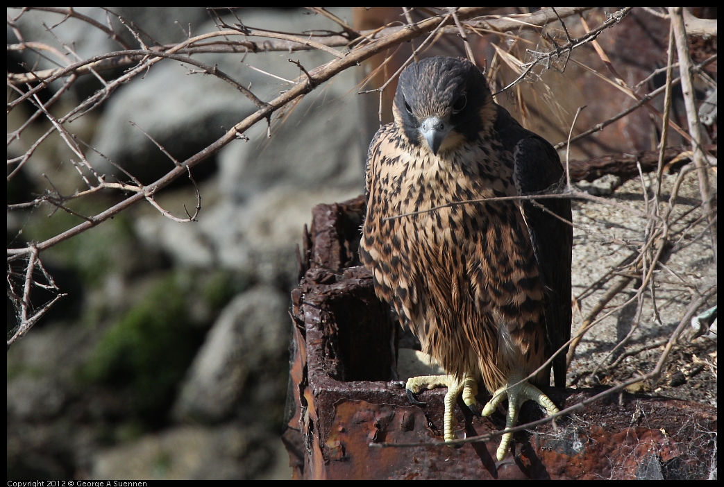 0530-085057-03.jpg - Peregrine Falcon Juvenile Male 2