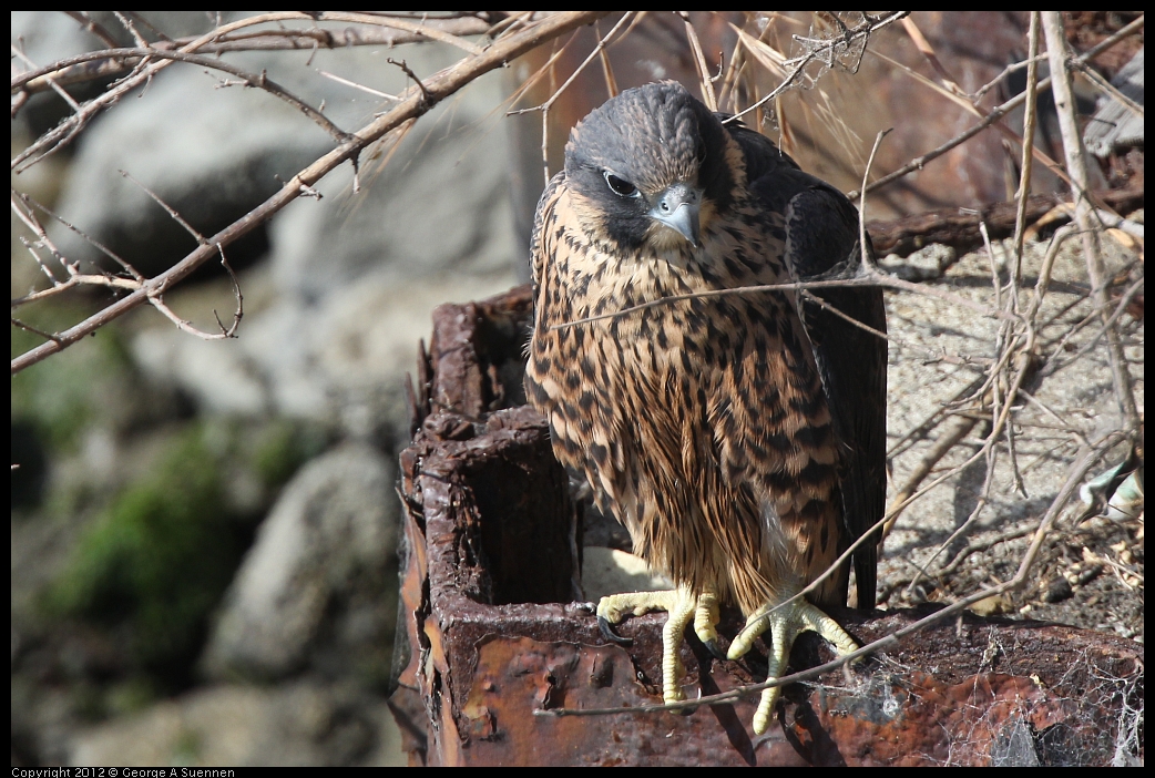 0530-085104-02.jpg - Peregrine Falcon Juvenile Male 2