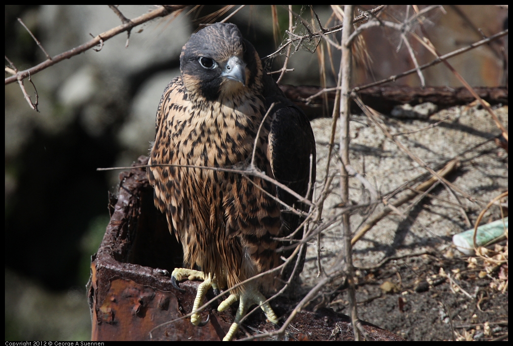 0530-085139-01.jpg - Peregrine Falcon Juvenile Male 2