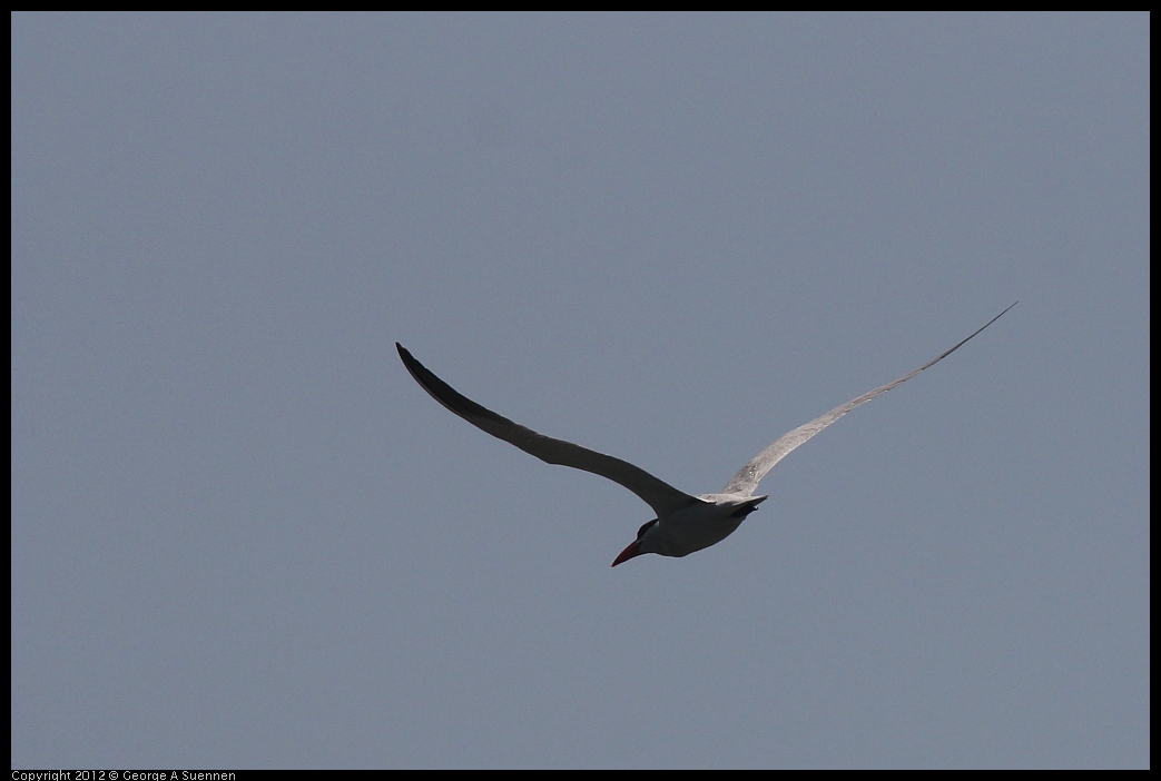 0530-085736-01.jpg - Caspian Tern