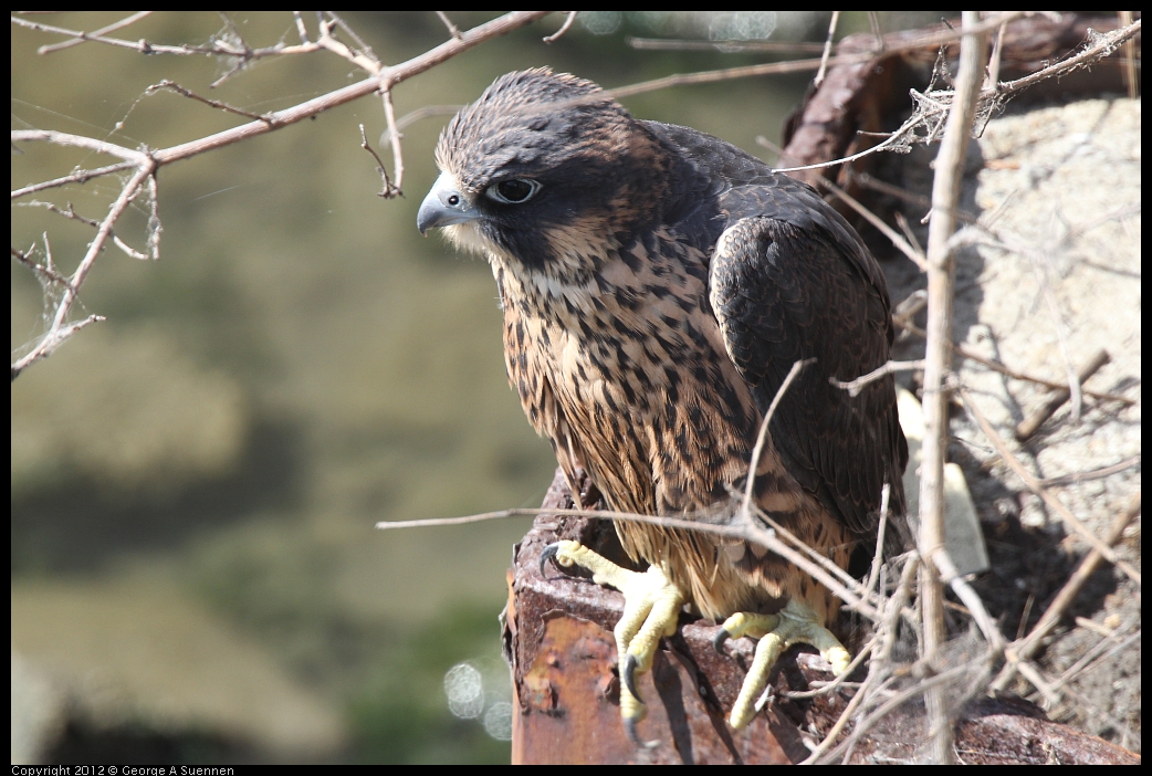 0530-085910-05.jpg - Peregrine Falcon Juvenile Male 2