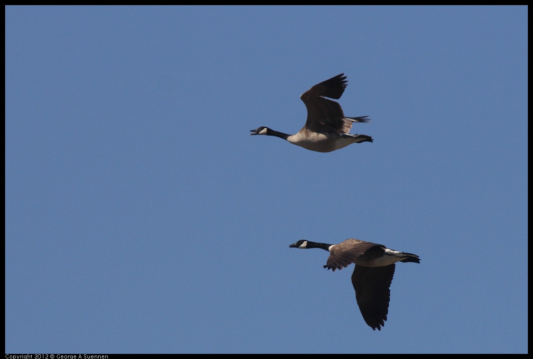 0530-090243-02.jpg - Canada Geese