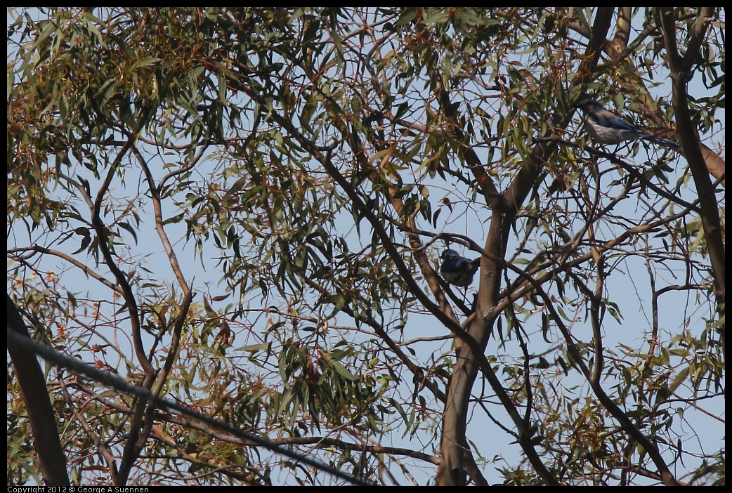 0530-090402-02.jpg - Western Scrub Jay (Id purposes only)