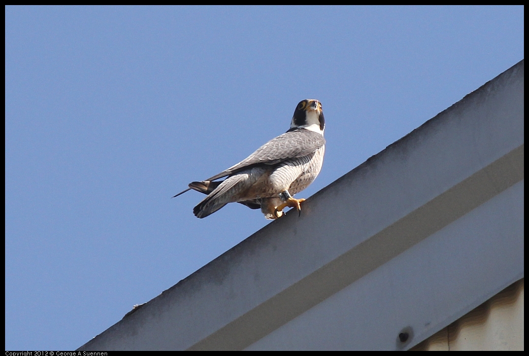 0530-090447-03.jpg - Peregrine Falcon Adult 2