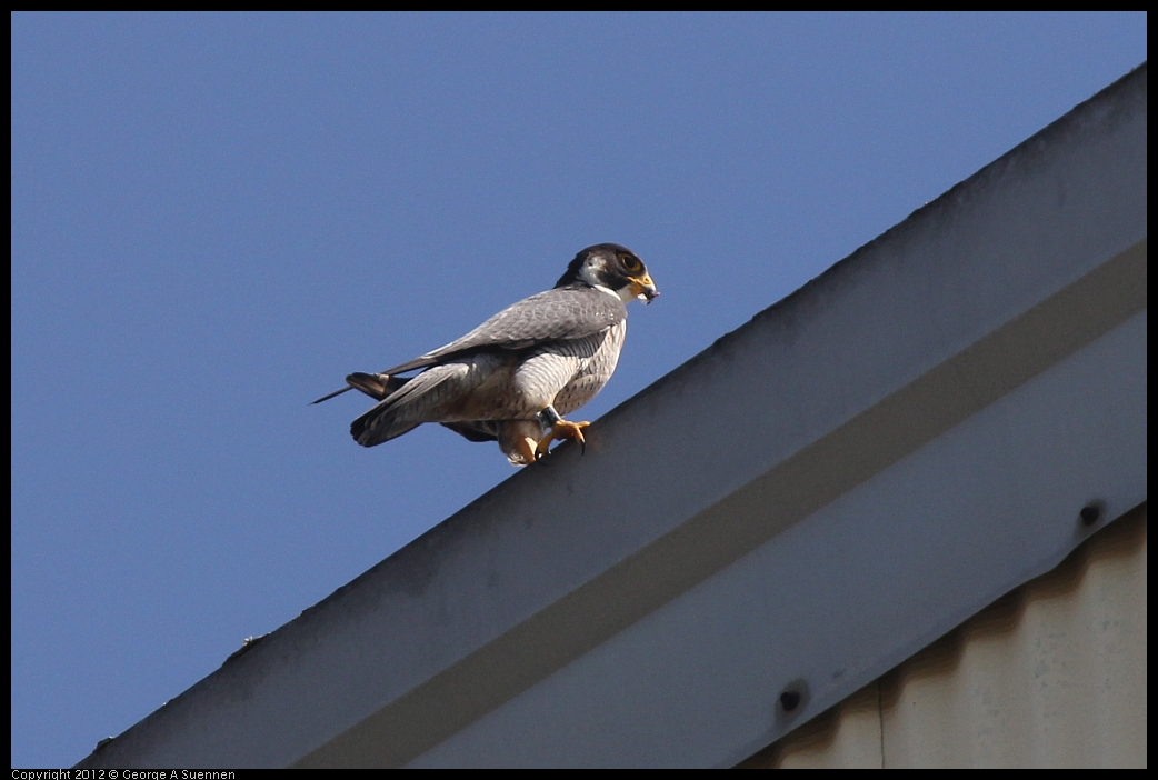 0530-090448-05.jpg - Peregrine Falcon Adult 2