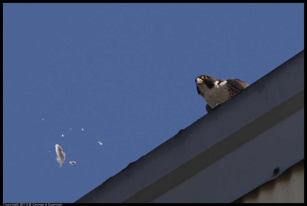 0530-090542-01.jpg - Peregrine Falcon Adult 1