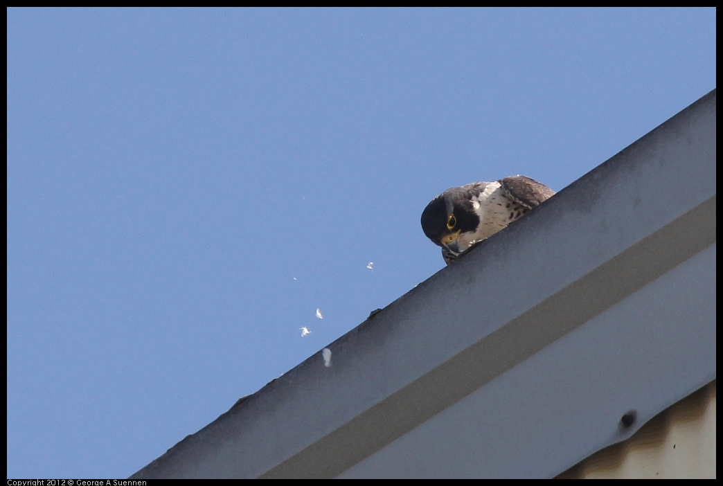 0530-090546-04.jpg - Peregrine Falcon Adult 1