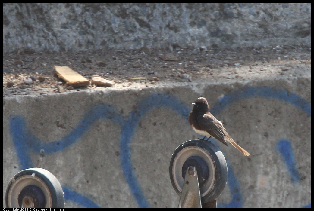 0530-090719-01.jpg - Black Phoebe (Id purposes only)