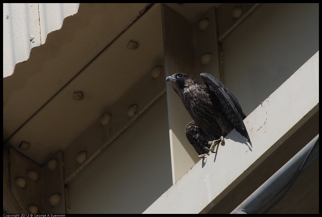 0530-090811-01.jpg - Peregrine Falcon Juvenile Female