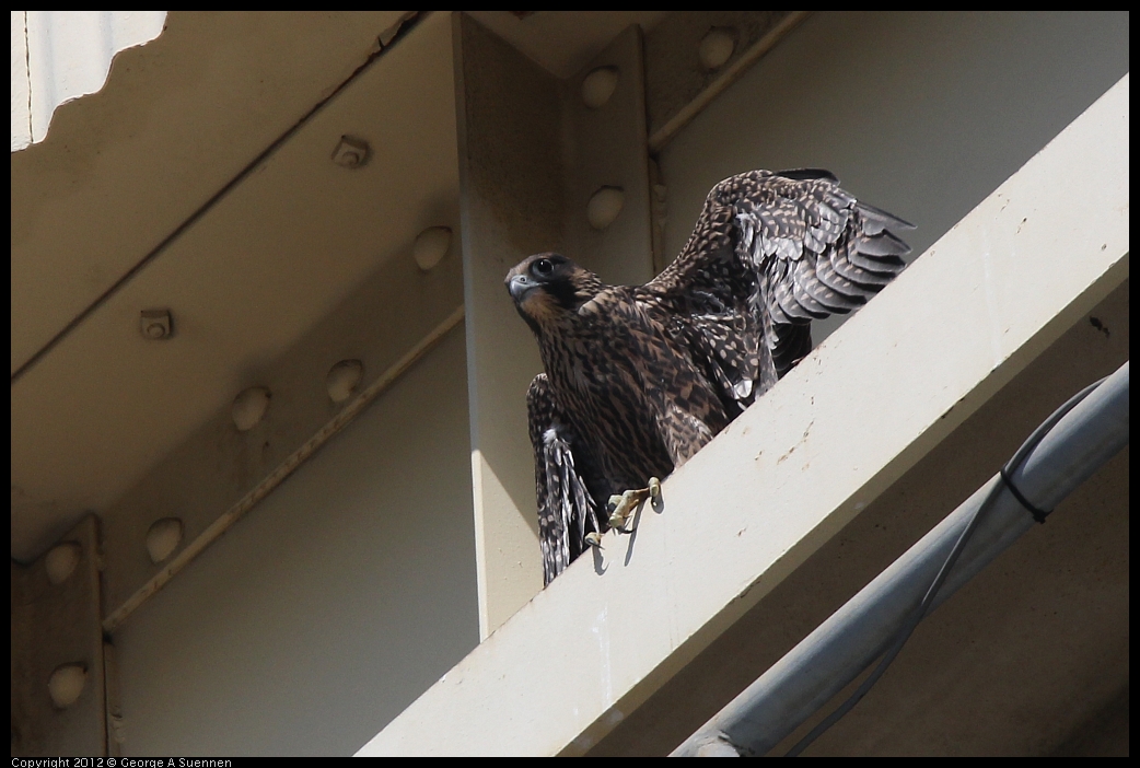 0530-090821-01.jpg - Peregrine Falcon Juvenile Female