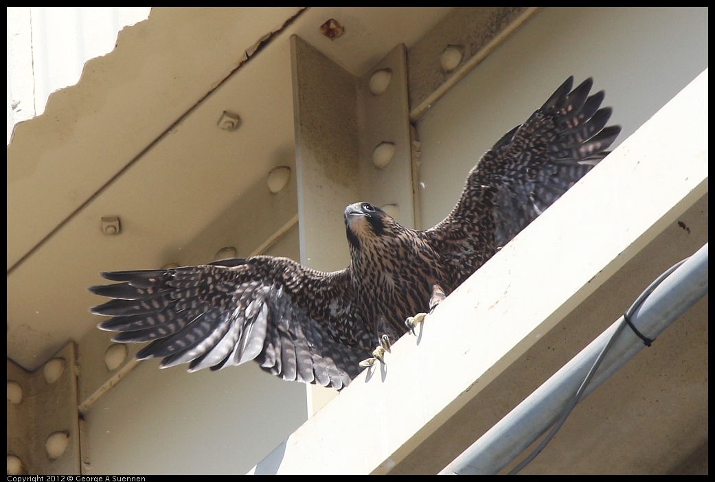 0530-090823-05.jpg - Peregrine Falcon Juvenile Female