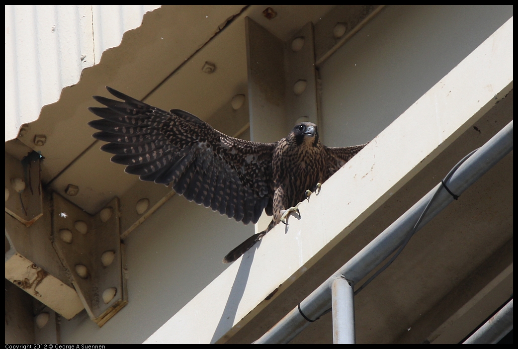 0530-090825-02.jpg - Peregrine Falcon Juvenile Female
