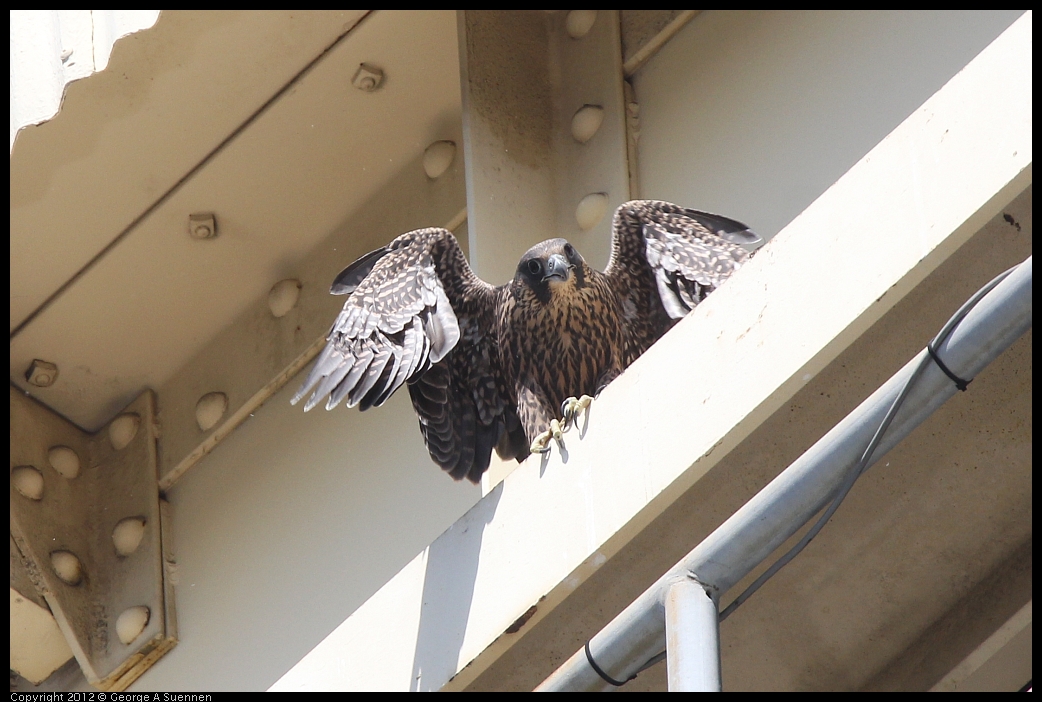 0530-090829-05.jpg - Peregrine Falcon Juvenile Female