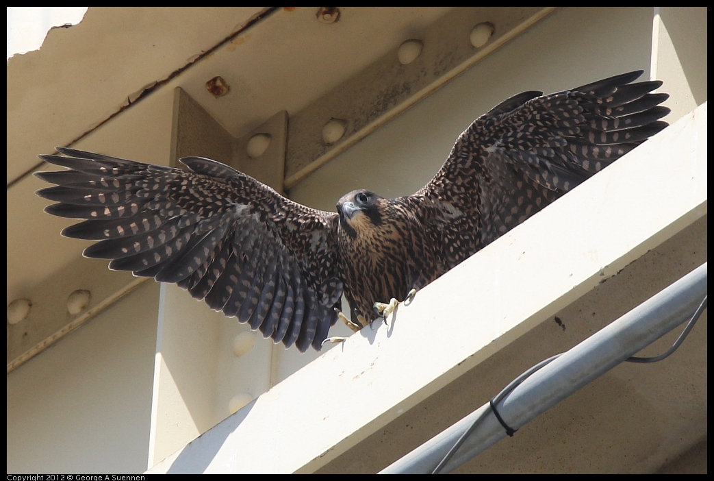 0530-090900-02.jpg - Peregrine Falcon Juvenile Female