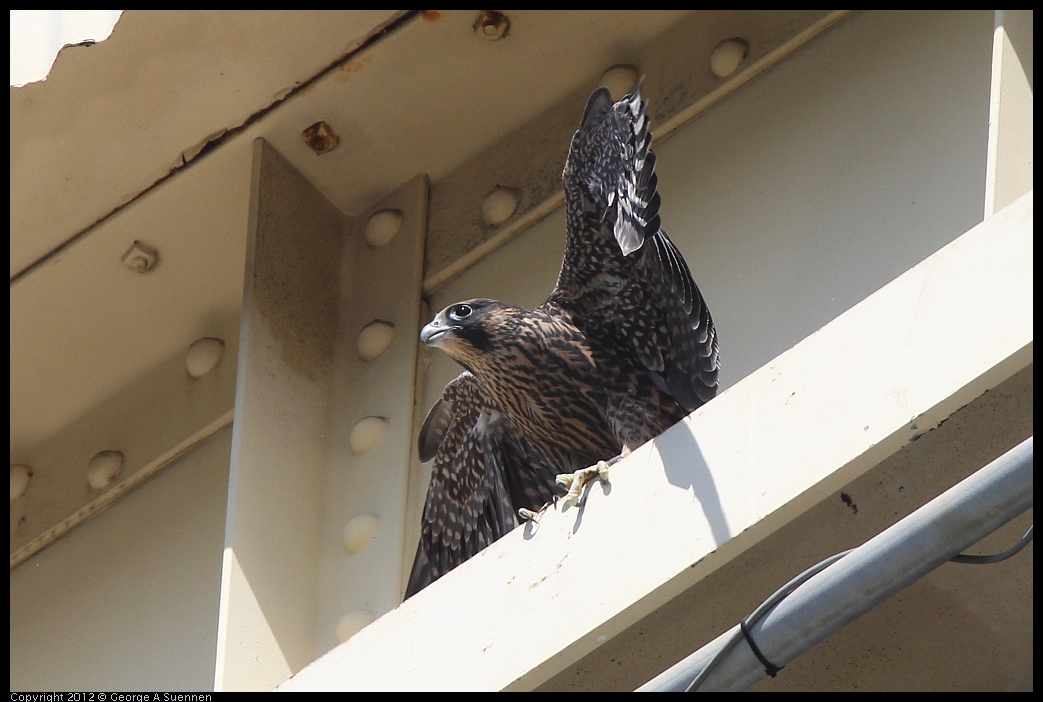 0530-090902-01.jpg - Peregrine Falcon Juvenile Female