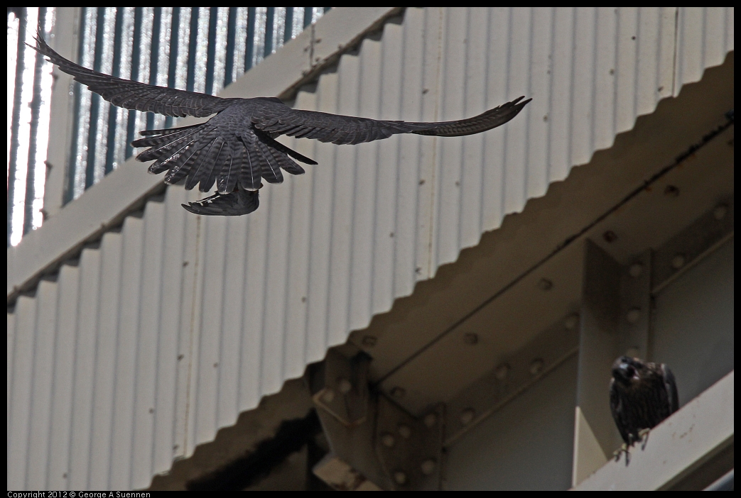 0530-091106-01.jpg - Peregrine Falcon Adult 1