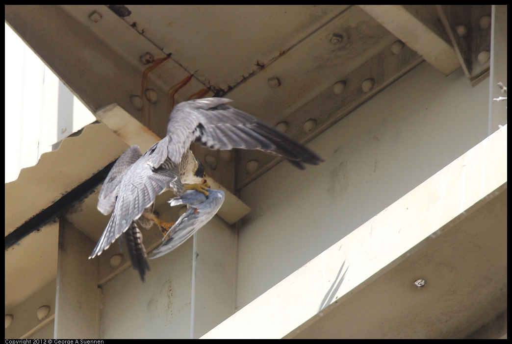 0530-091107-01.jpg - Peregrine Falcon Adult 1