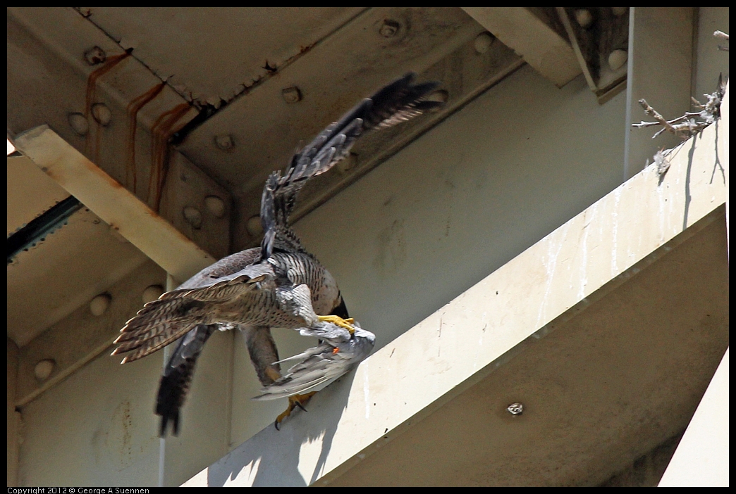 0530-091107-03.jpg - Peregrine Falcon Adult 1