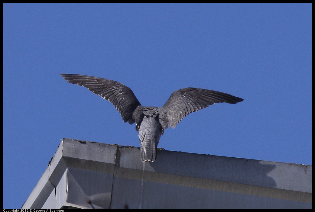 0530-091157-03.jpg - Peregrine Falcon Adult 1