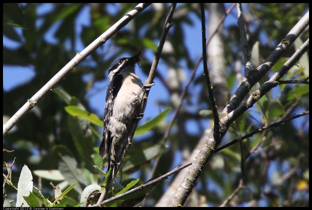 0531-081623-02.jpg - Downy Woodpecker