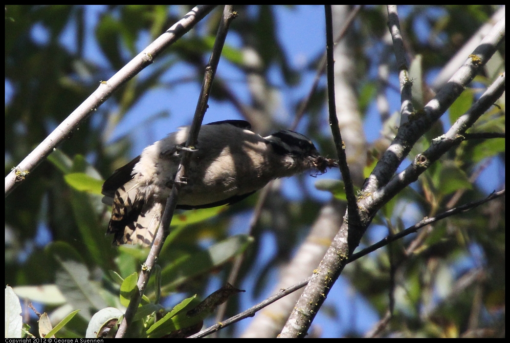 0531-081625-02.jpg - Downy Woodpecker