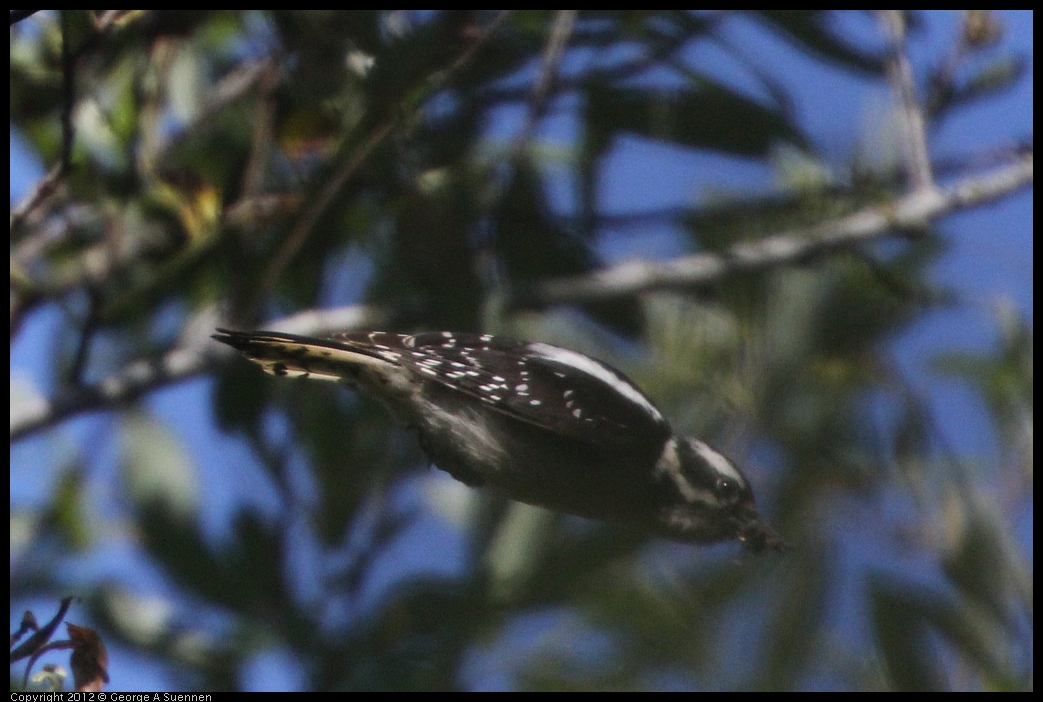 0531-081625-03.jpg - Downy Woodpecker