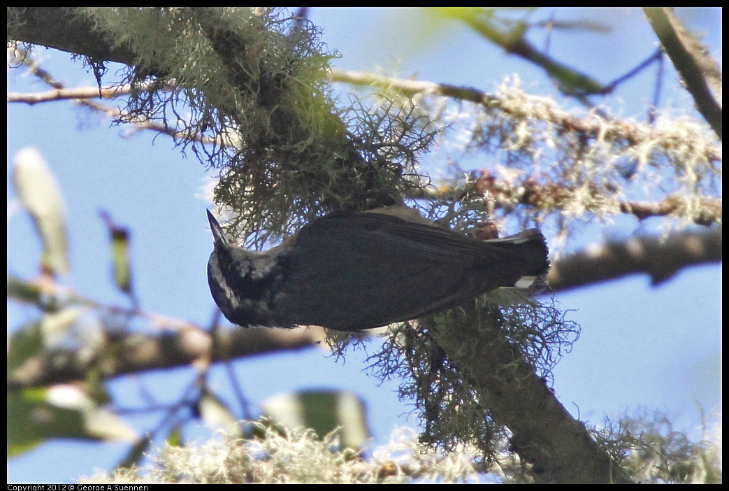 0531-081644-01.jpg - Red-breasted Nuthatch