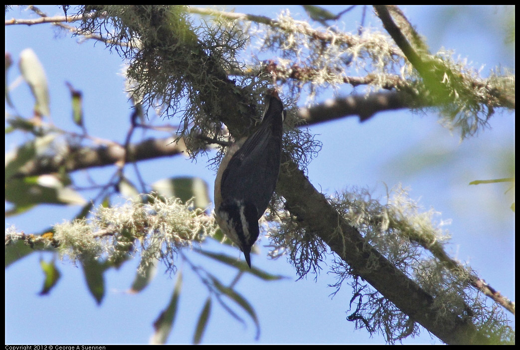 0531-081645-02.jpg - Red-breasted Nuthatch