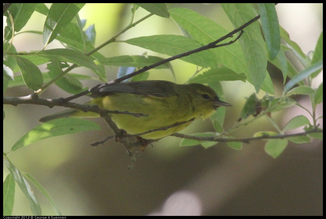 0531-081725-02.jpg - Orange-crowned Warbler