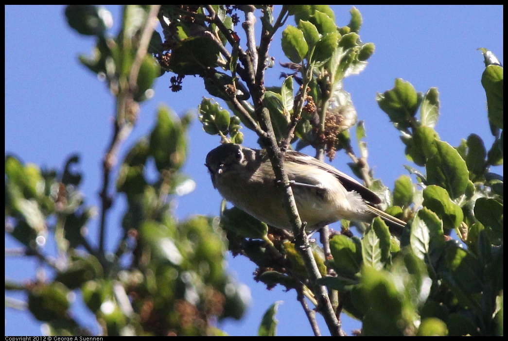 0531-082541-03.jpg - Hutton's Vireo