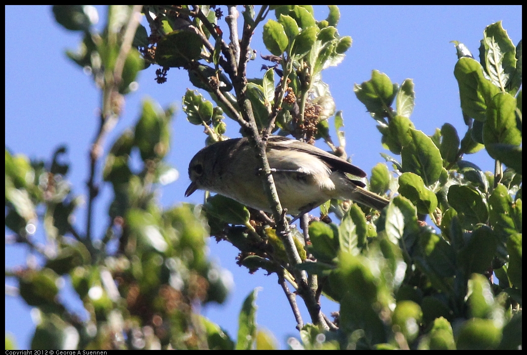 0531-082542-03.jpg - Hutton's Vireo