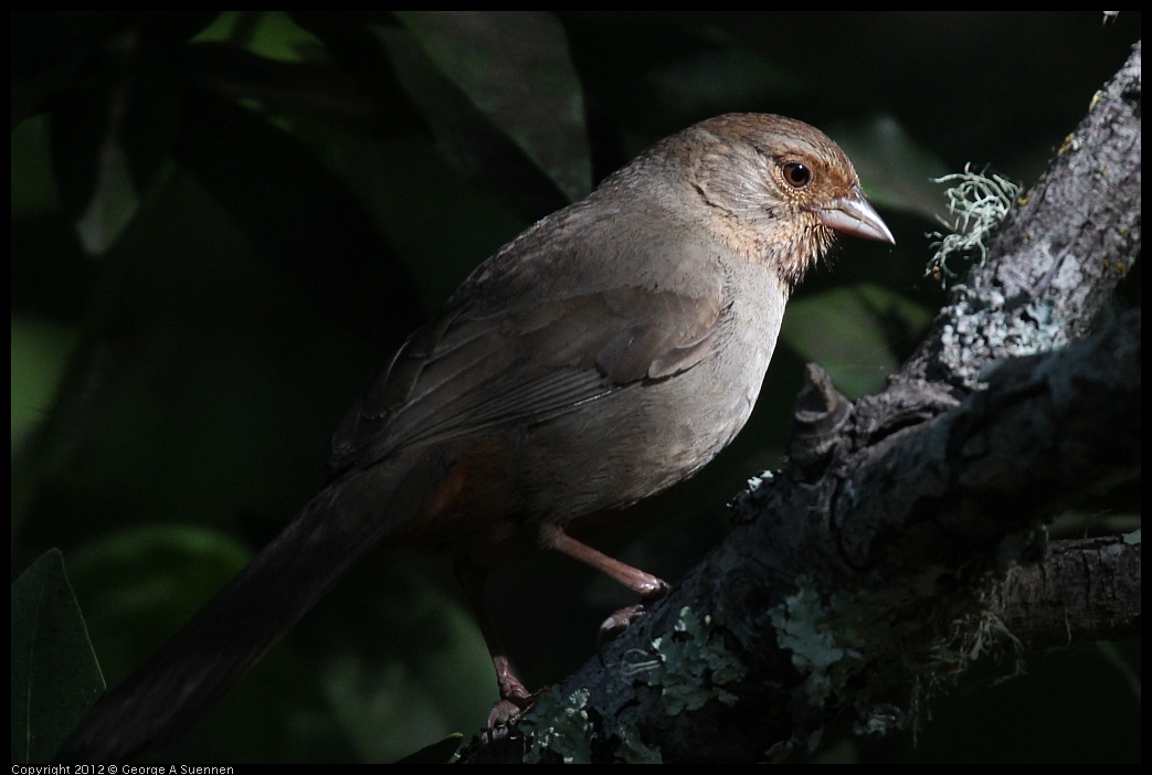 0531-082914-01.jpg - California Towhee