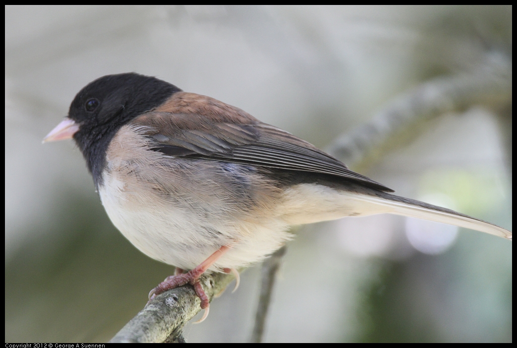 0531-082943-04.jpg - Dark-eyed Junco (Oregon)