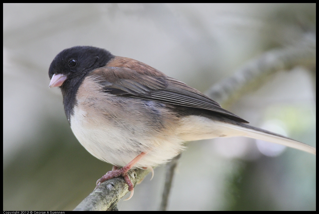 0531-082945-01.jpg - Dark-eyed Junco (Oregon)