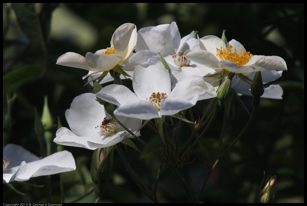 0531-083227-01.jpg - Flowering Tree