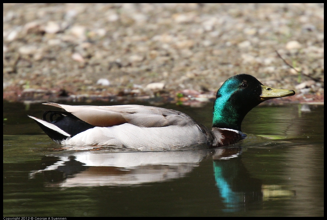 0531-083427-02.jpg - Mallard