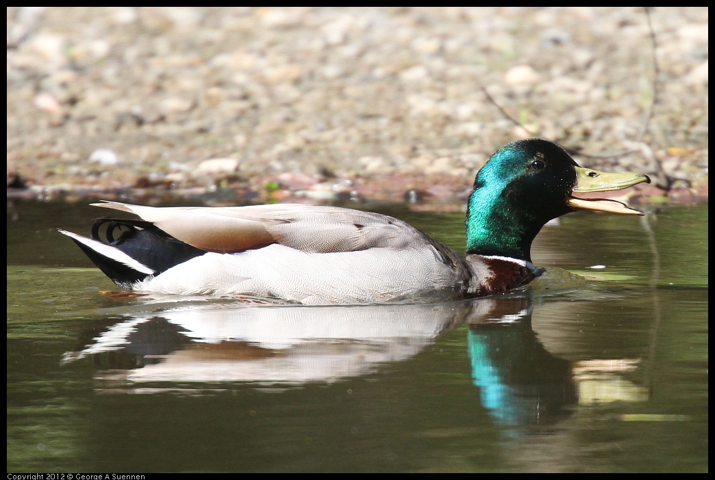 0531-083427-03.jpg - Mallard