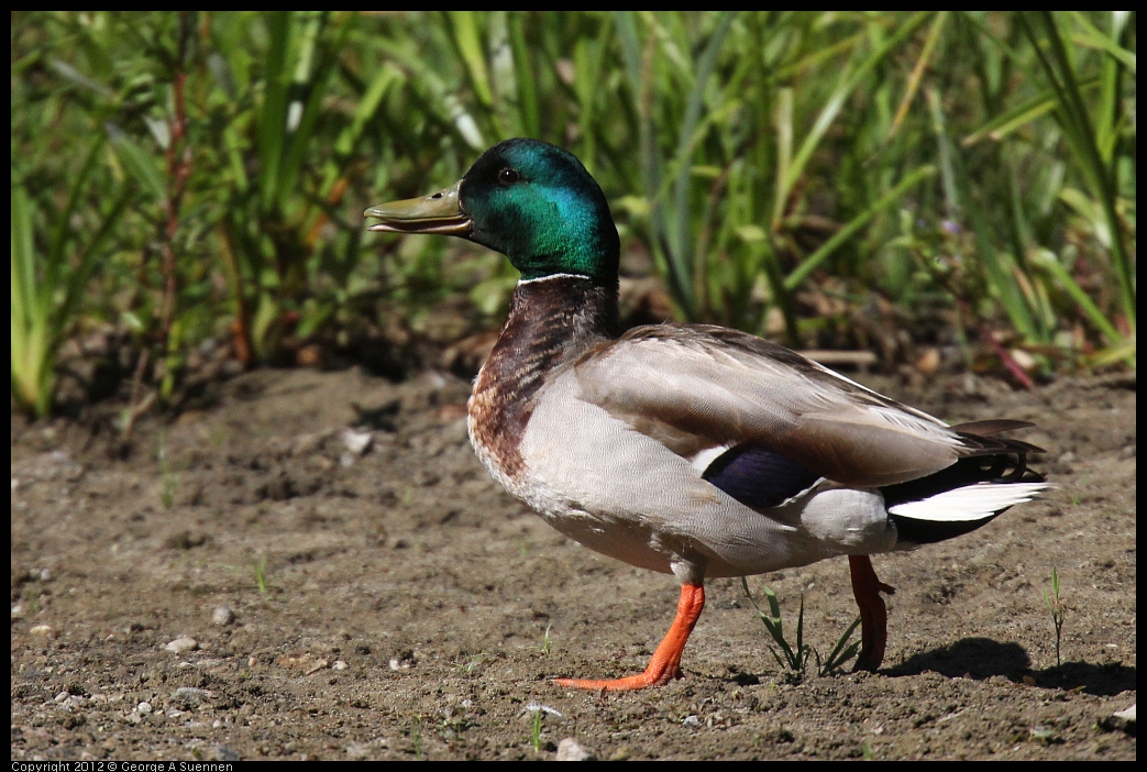 0531-083441-01.jpg - Mallard