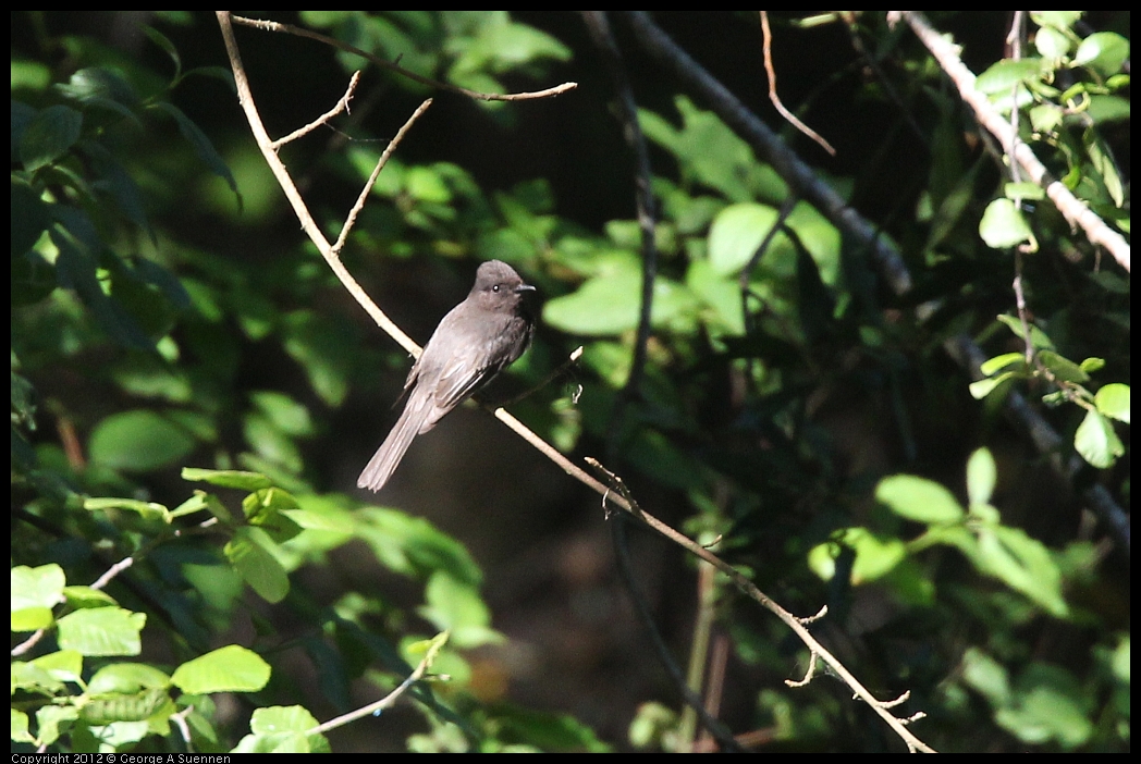 0531-083606-03.jpg - Black Phoebe