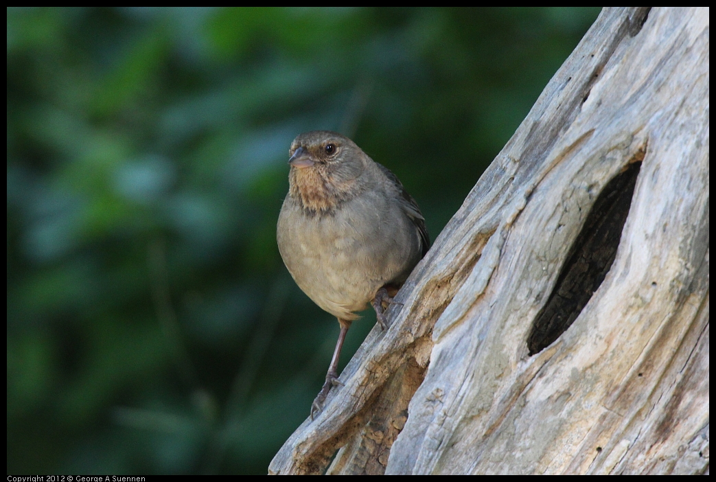 0531-083707-02.jpg - California Towhee