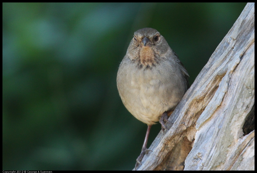 0531-083736-01.jpg - California Towhee