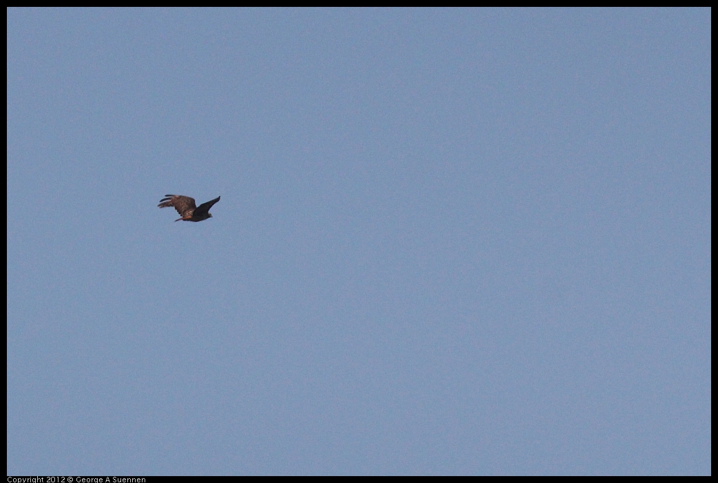 0531-084044-04.jpg - Red-tailed Hawk (Id purposes only)