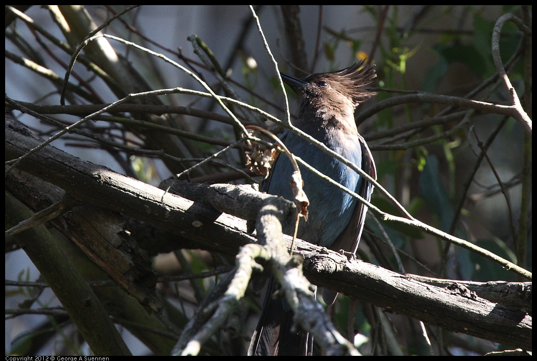 0531-085539-01.jpg - Stellar Jay