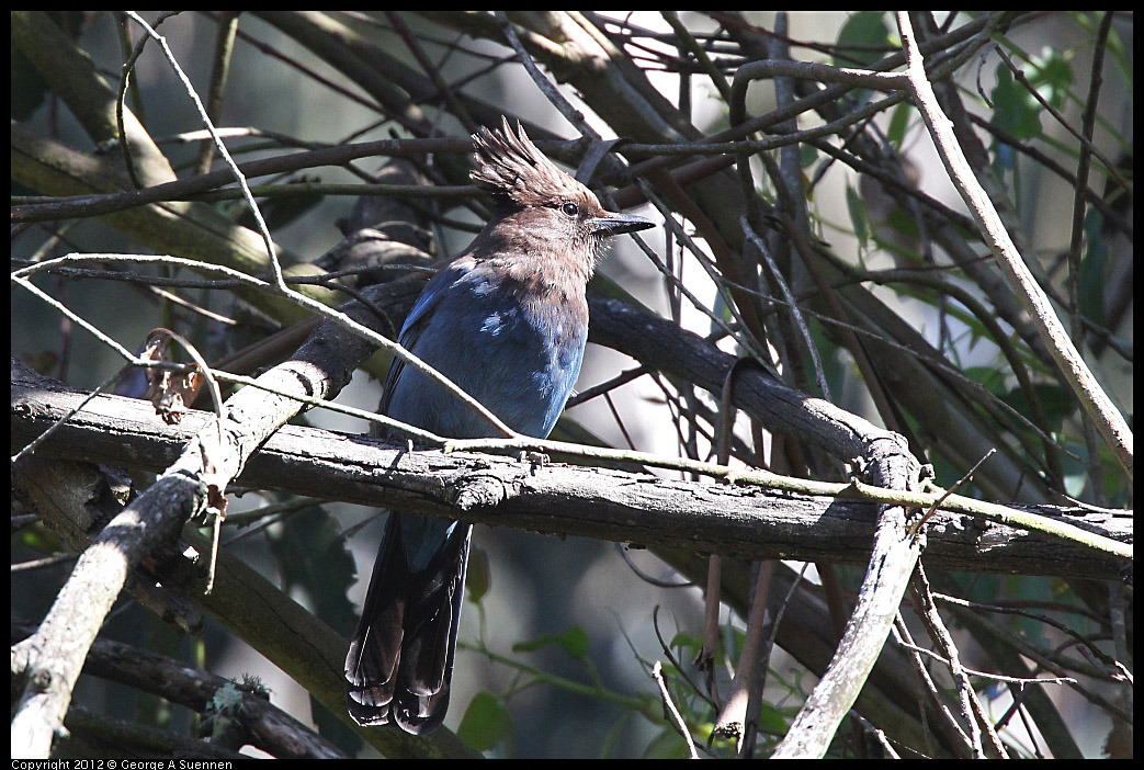 0531-085555-04.jpg - Stellar Jay